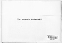 Media resource of Godronia muhlenbeckii